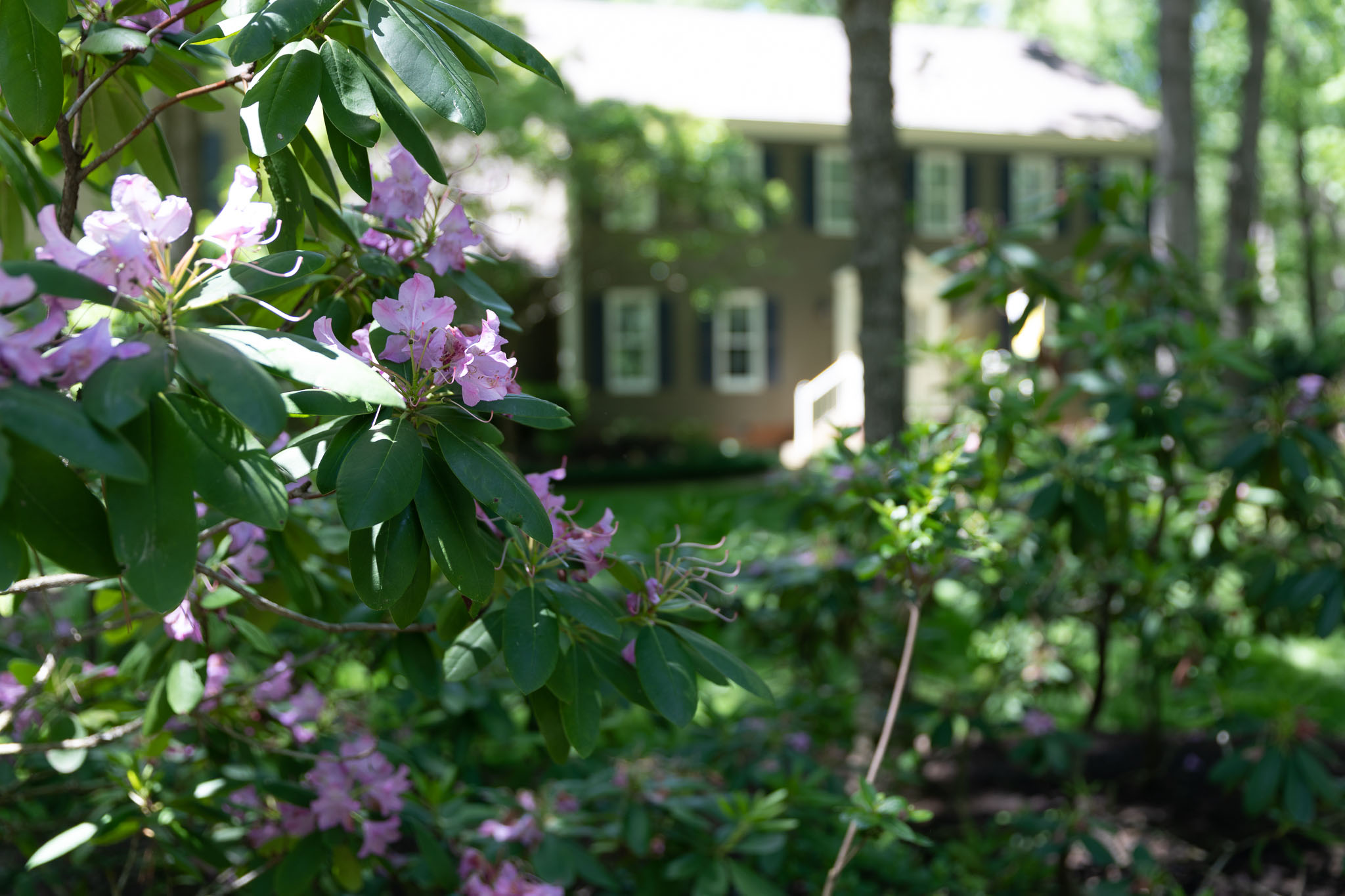 Rhododendrons and brick colonial